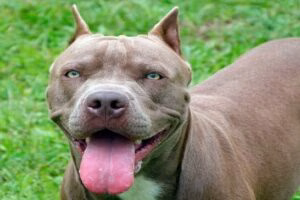 pitbull