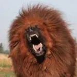 dogo tibetano 31