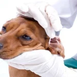perro con otitis