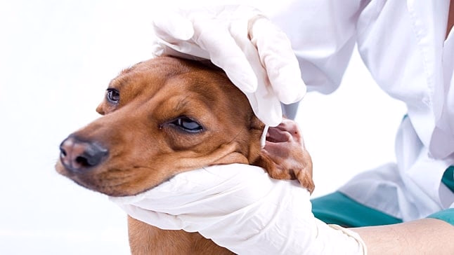 perro con otitis