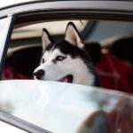 Cómo viajar con perro de forma segura