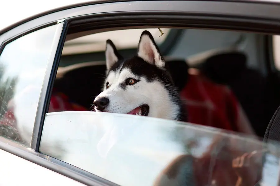 Cómo viajar con perro de forma segura