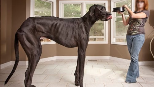 Bañera fondo ensillar Cuál es el perro más grande del mundo ?