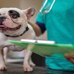 perro revision veterinaria