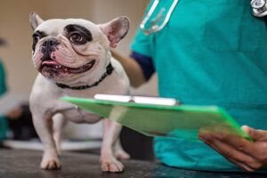 perro revision veterinaria