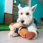Schnauzer miniatura jugando en casa