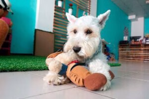 Schnauzer miniatura jugando en casa