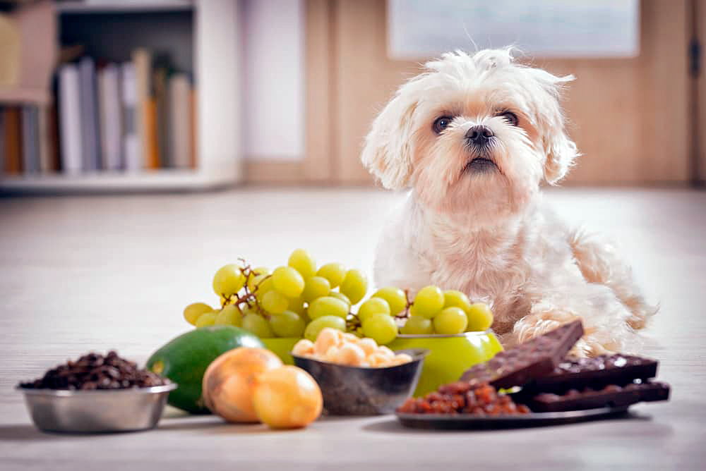 alimentos toxicos para los perros