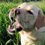 perro comiendo hierba 1