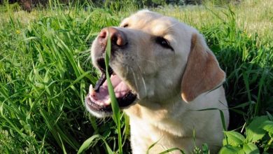 perro comiendo hierba 1