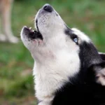 perro aullando