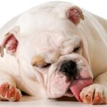 perro lamiendose las patas