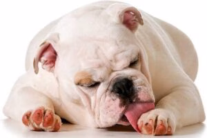 perro lamiendose las patas