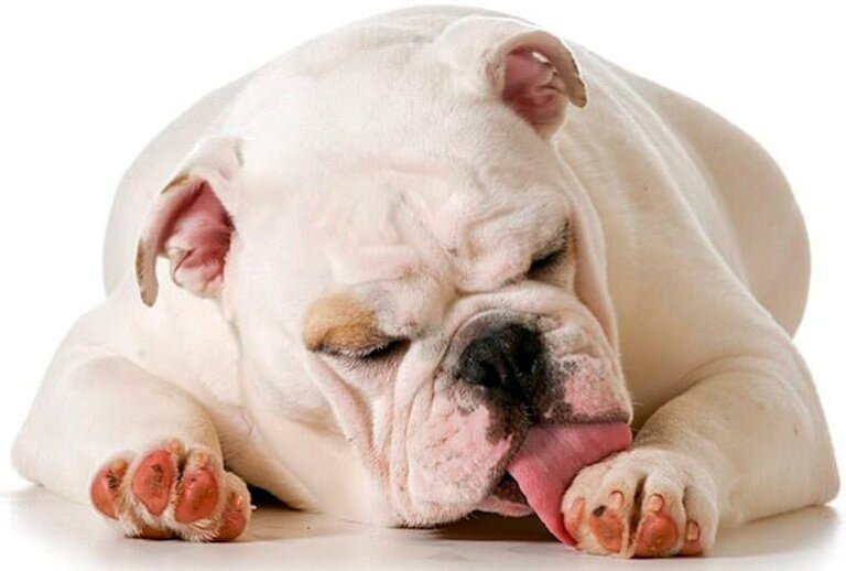 chien lèche ses pattes chien lèche tout le temps Dadane