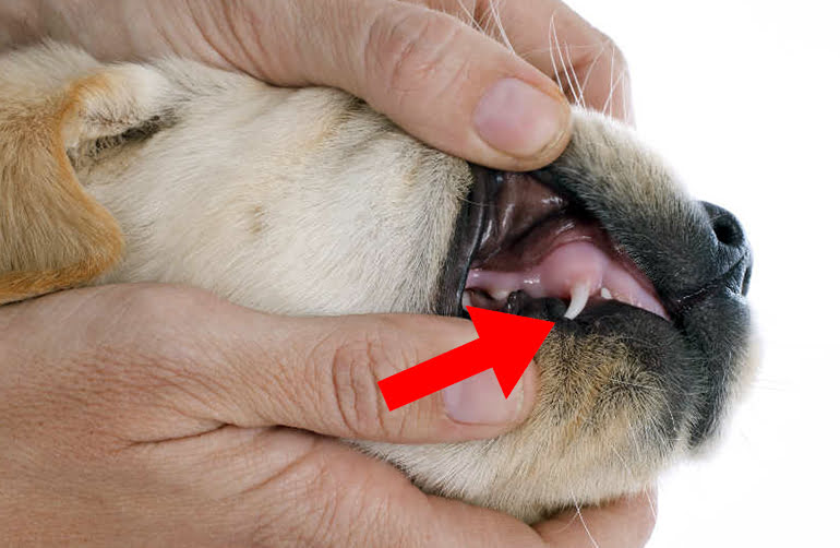 dientes-de-leche-de-un-perro