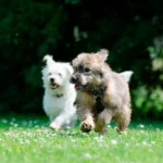 Así se reproducen los perros