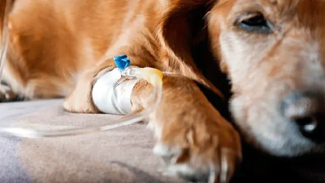 perro en vete