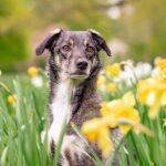 El peligro de las Flores de Cempasúchil para los perros