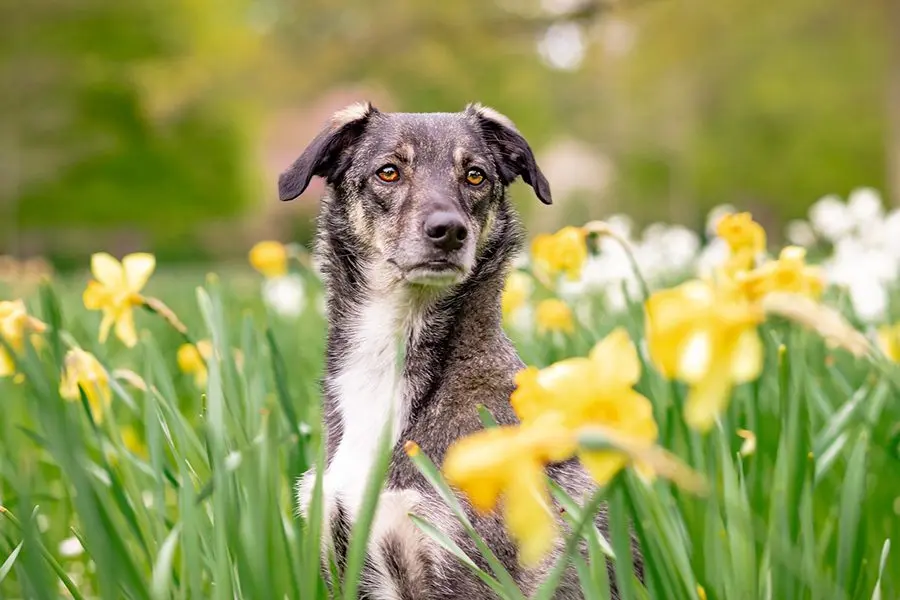 El peligro de las Flores de Cempasúchil para los perros