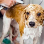 perro mojado en la bañera