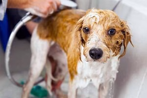 perro mojado en la bañera