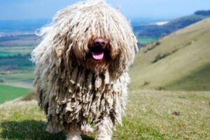 perro puli de pelo blanco en la montaña