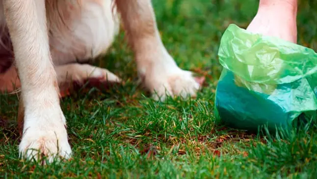 caca de perro caca de perro