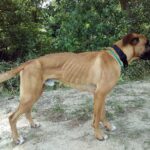 perro anorexico