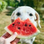 perro comiendo sandia