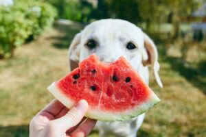 perro comiendo sandia