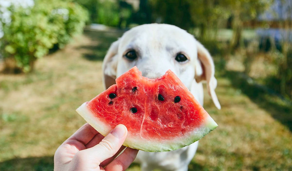 perro comiendo sandia