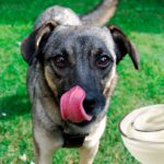 perro comiendo yogur 2