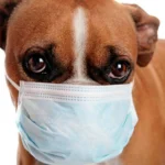 perro con alergia