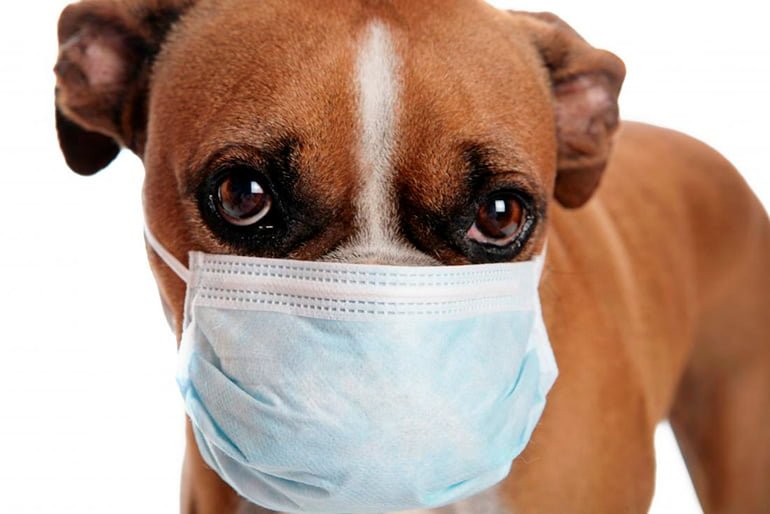 paralelo Empuje Primitivo Principales alergias en perros, causas y tratamiento
