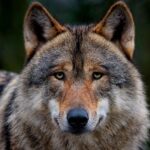 Nombre científico del perro