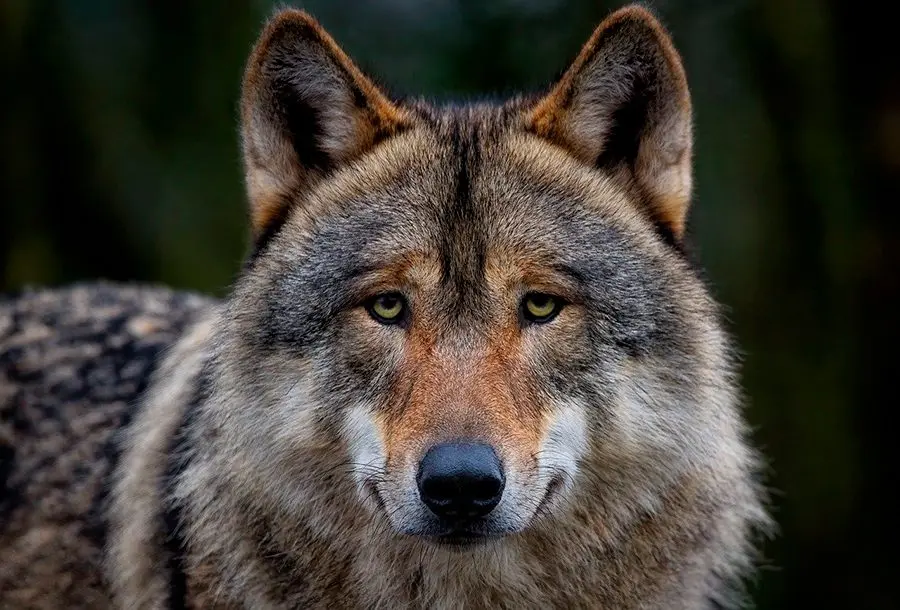 Nombre científico del perro