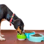 ¿Cuál es el mejor comedero para perros?