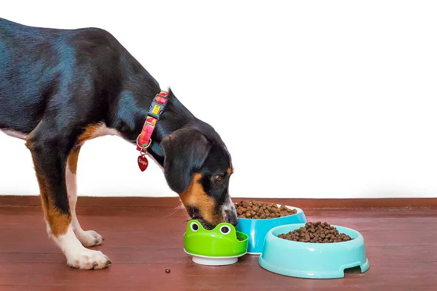 ¿Cuál es el mejor comedero para perros?