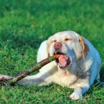 perro labrador mordiendo un palo