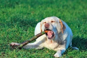 perro labrador mordiendo un palo