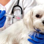 perro podiendose vacuna