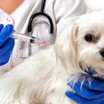 perro podiendose vacuna