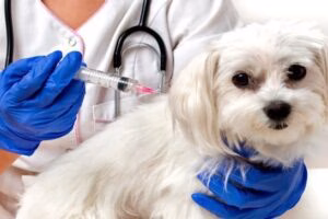 perro podiendose vacuna