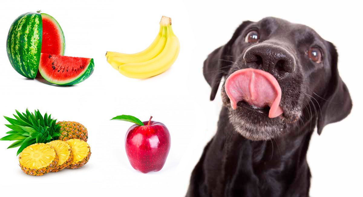 intercambiar aeropuerto Surgir Qué frutas pueden comer los perros? Guía y cantidades recomendadas