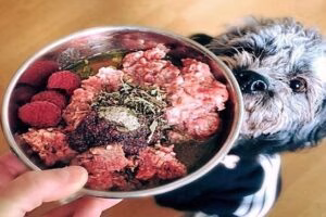 receta barf 1