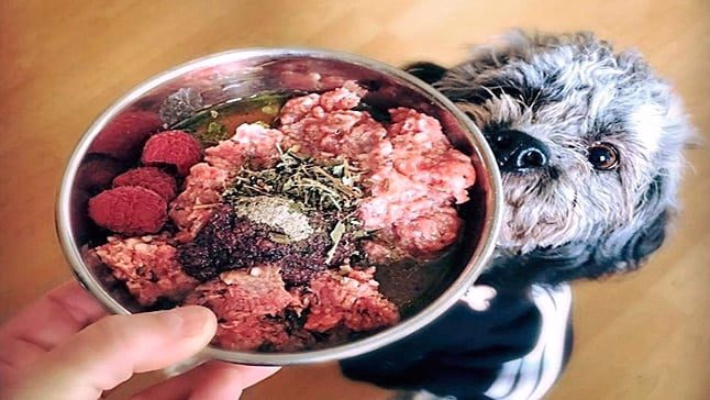 receta barf 1