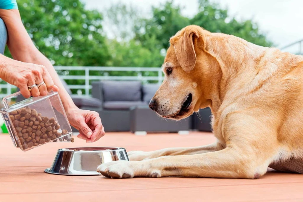 perro esperando su racion de comida