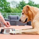 perro esperando su racion de comida