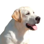 Retriever gif