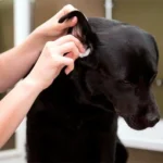 limpiando el oido del perro